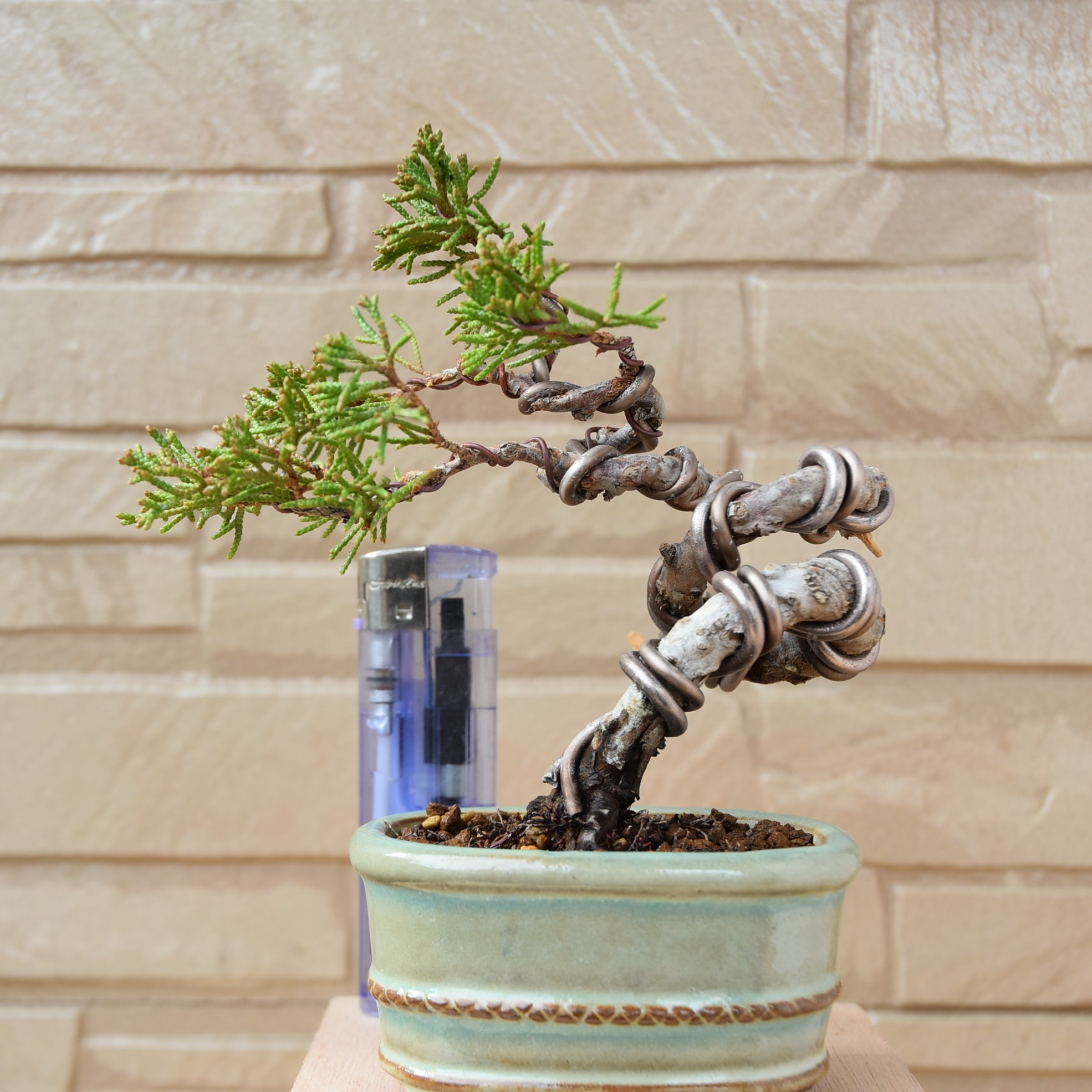 真柏豆盆栽（61）