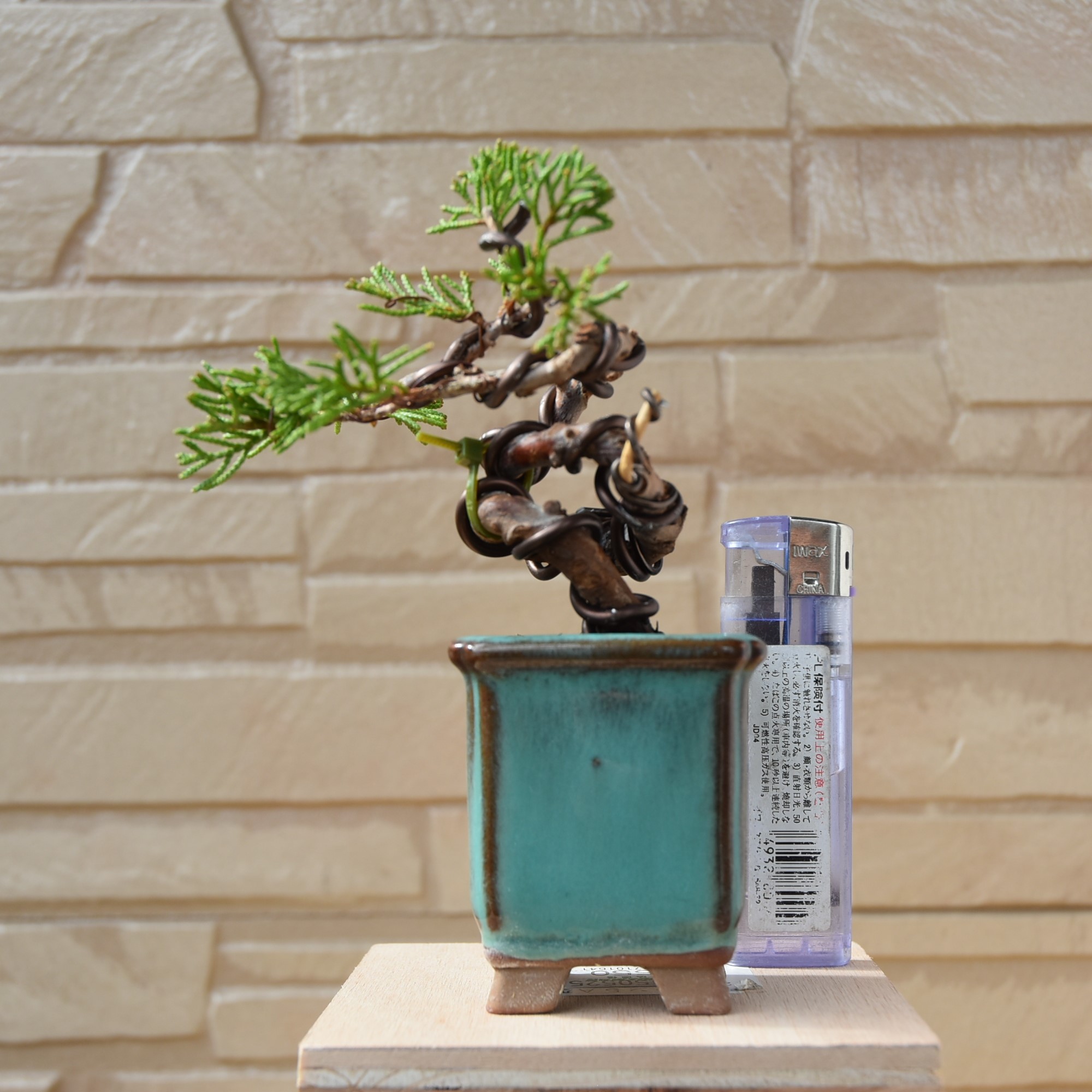 真柏豆盆栽(62）