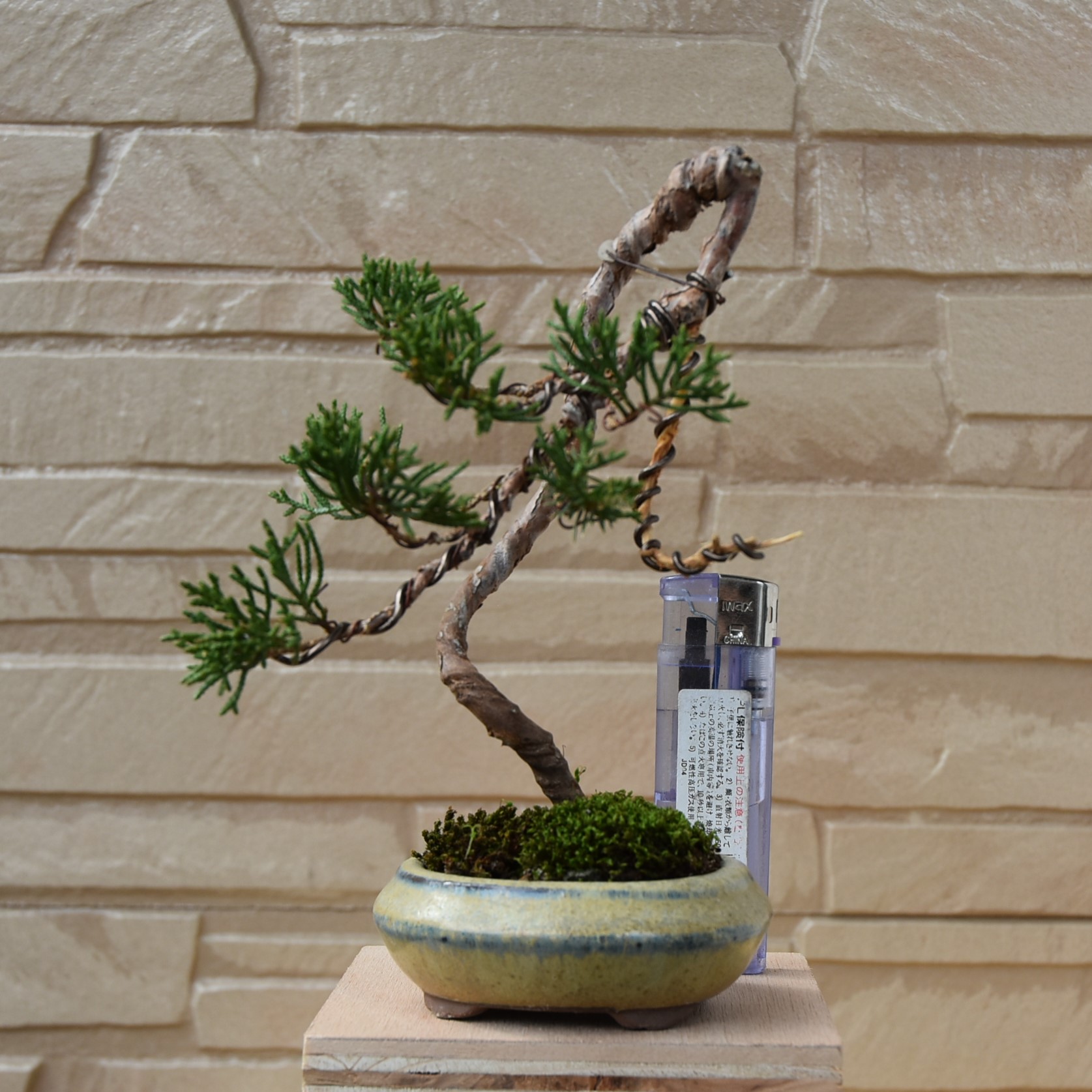 真柏一枝ミニ盆栽