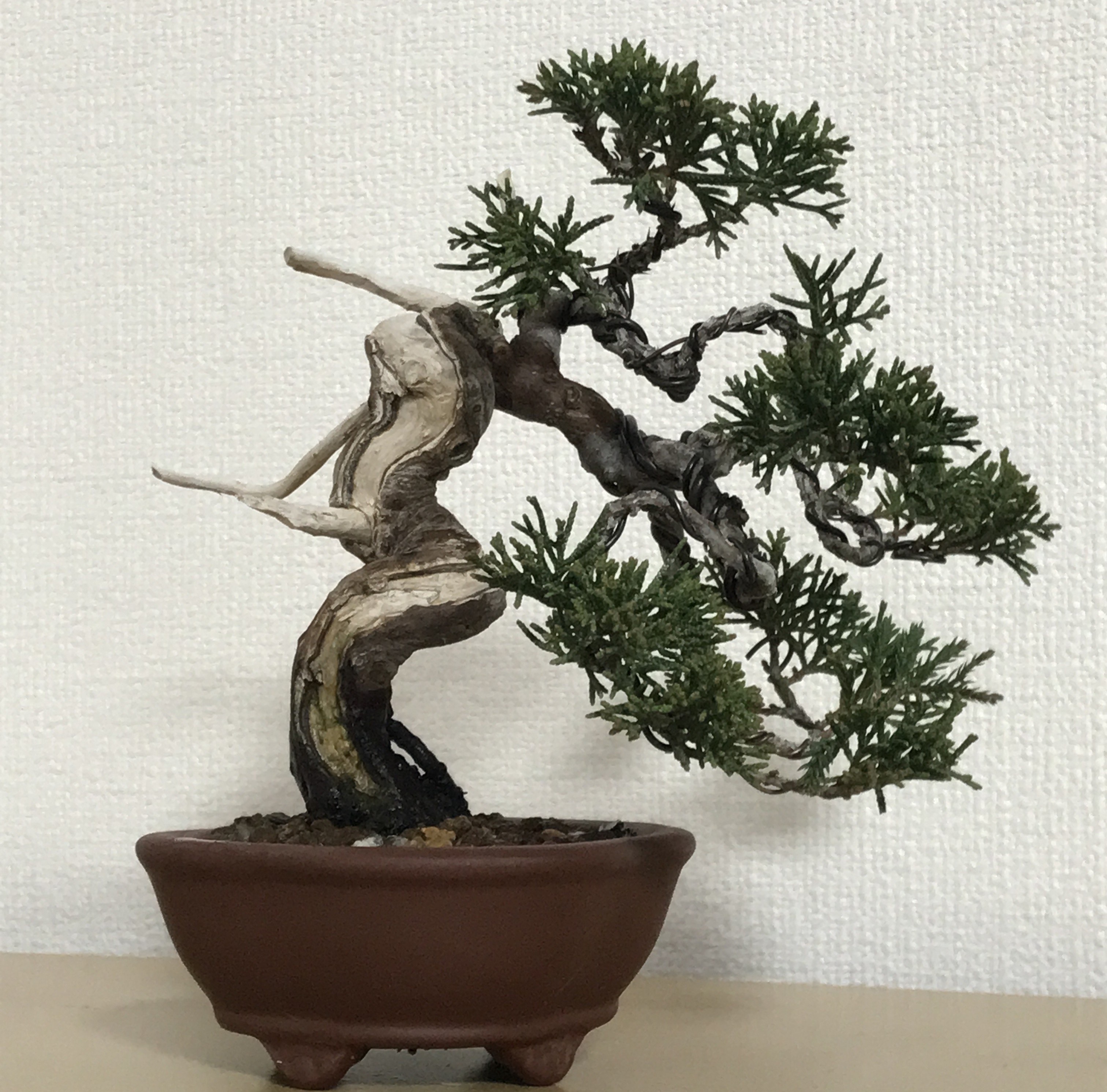 真柏ミニ盆栽(77)