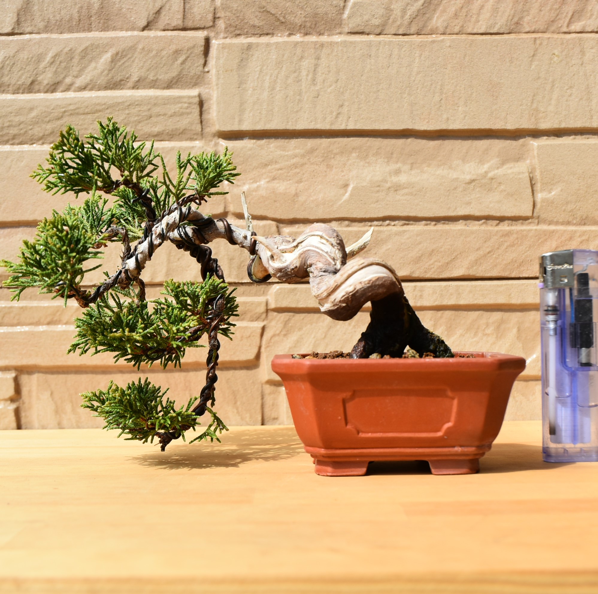 真柏ミニ盆栽(11)