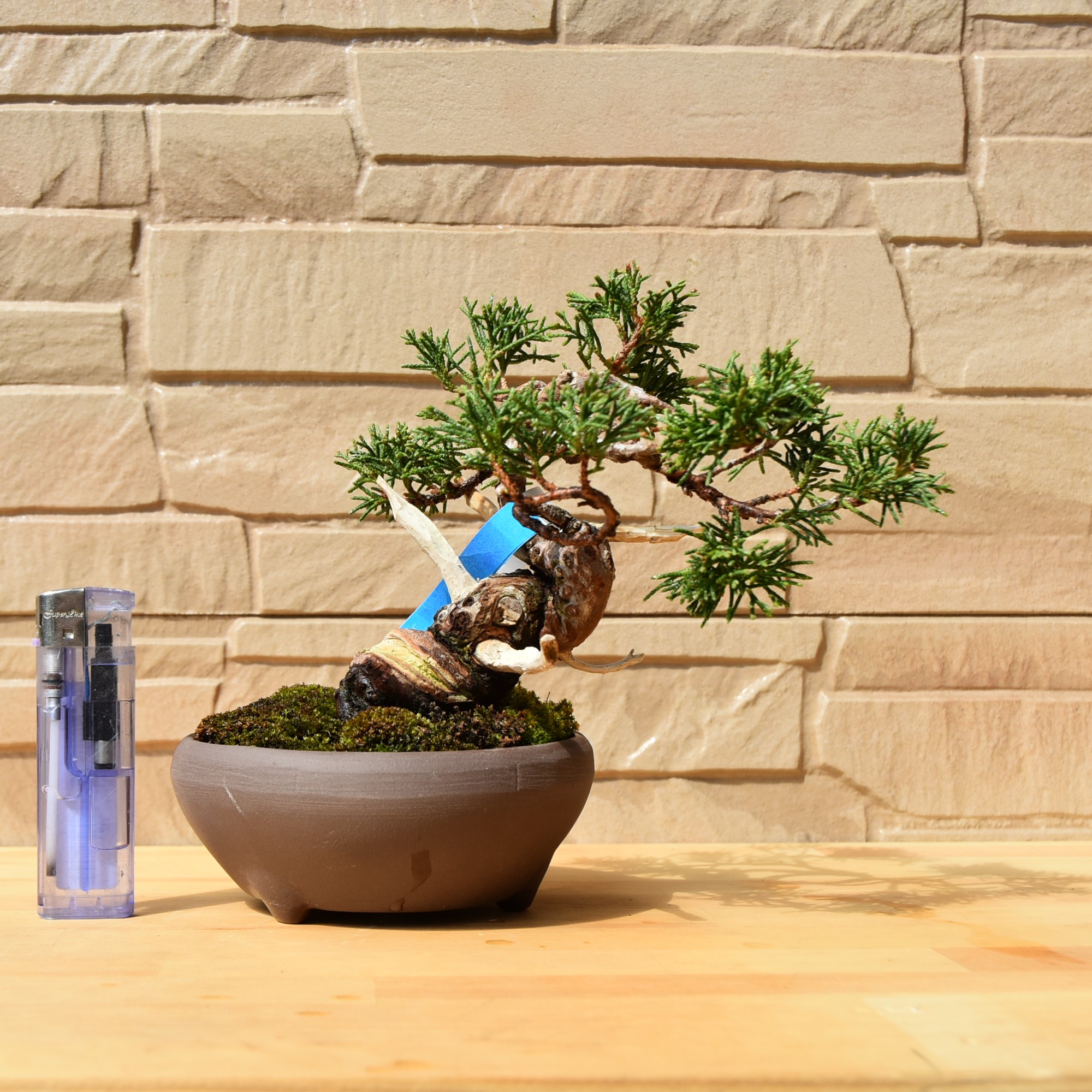 真柏ミニ盆栽(12)