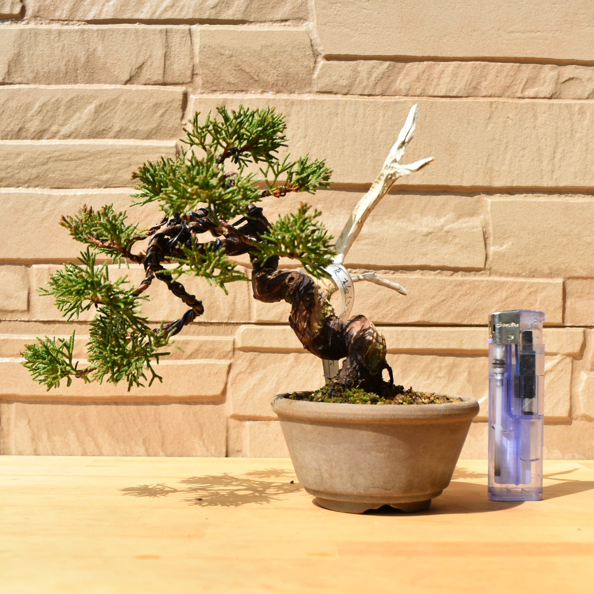 真柏ミニ盆栽(13)